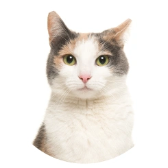 猫写真1