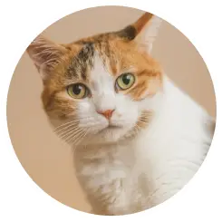 猫写真1