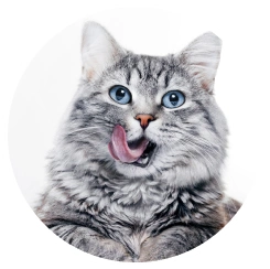 猫写真2