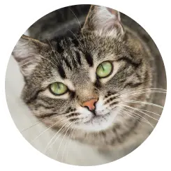 猫写真3
