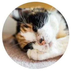 猫写真2